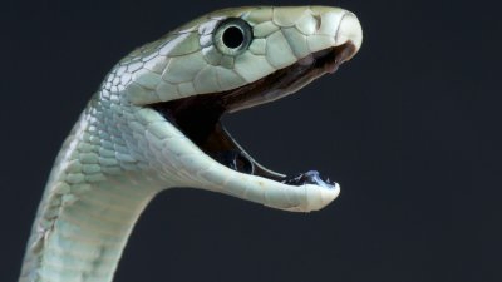 Green Anaconda Snake Stuff
